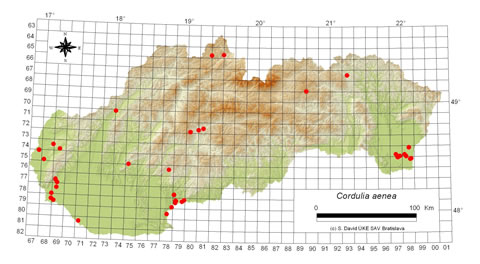 Cordulia aenea - výskyt na Slovensku